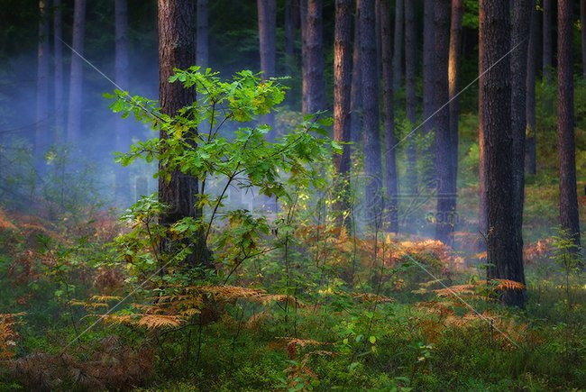 Аркадий Булва утро в лесу-2