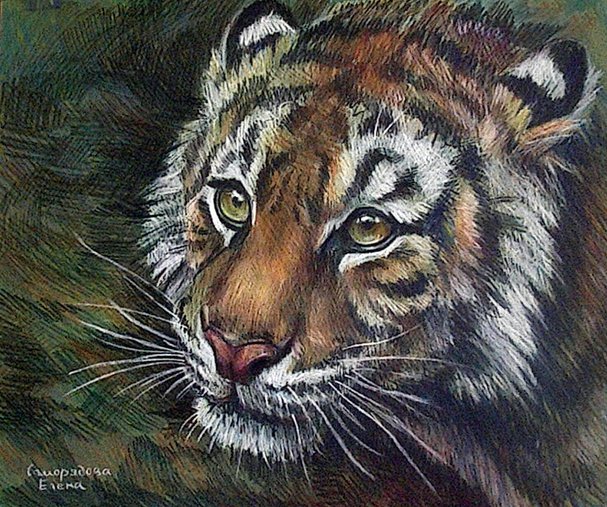 Elena Samorydova tigress