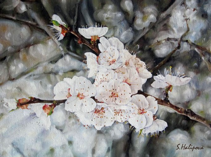 Sviatlana Khalipava cherry blossom