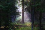 Аркадий Булва: утро в лесу