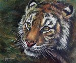 Elena Samorydova: tigress