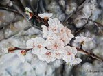 Sviatlana Khalipava: cherry blossom