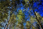 Аркадий Булва: Серия: Природа № 6