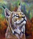 Елена Саморядова : Рысь