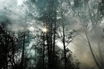 Аркадий Булва: Серия: Природа № 1
